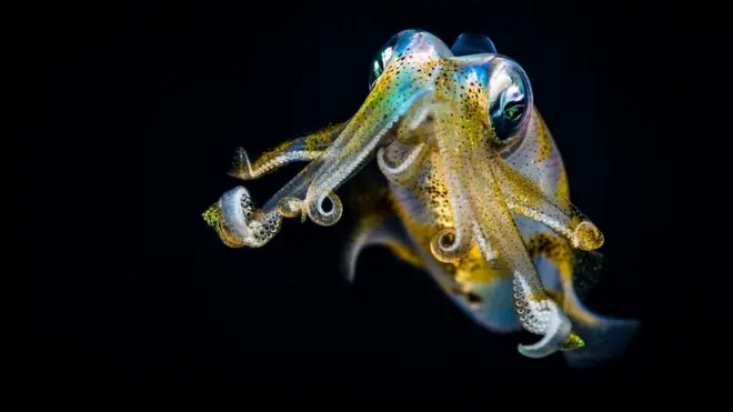 Cualquier animal que pueda prosperar en los océanos de Europa y Encelado deberá moverse tan ágilmente como un calamar.