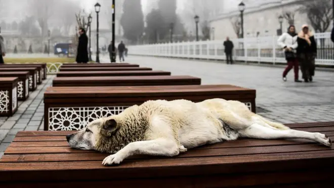İstanbul sokaklarından bir köpek fotoğrafı.