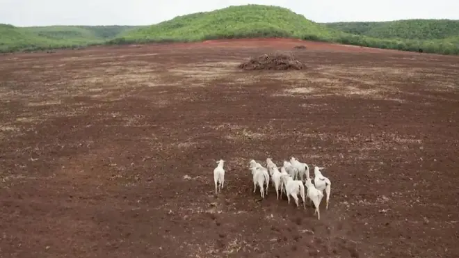 krcenje suma u brazilskoj savani