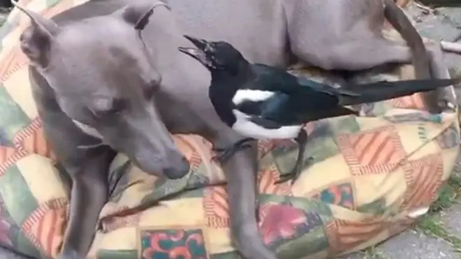 собака с сорокой