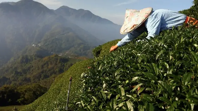 台湾茶农如何应对全球气候变迁？