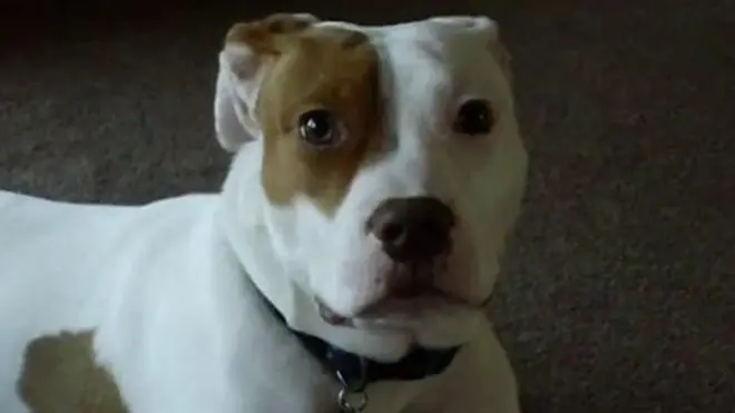 ગલૂડિયું