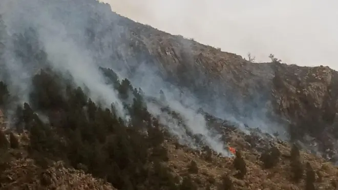 شیرانی میں چلغوزے کے جنگل میں آگ