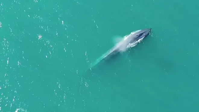 Una ballena azuel emerge en las aguas que rodean a Georgia del Sur.