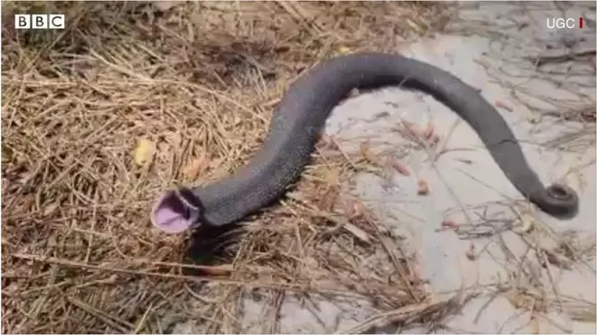 అరిచే పాము వెనుక అసలు కథేంటి