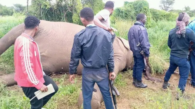 ከተገደሉ ዝሆኖች አንዱና ፖሊሶች