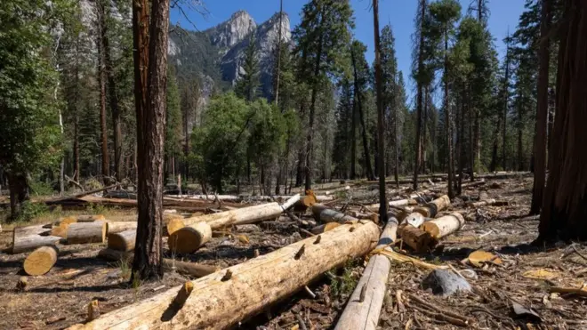 El Parque Nacional de Yosemite, en Estados Unidos, es uno de ellos.