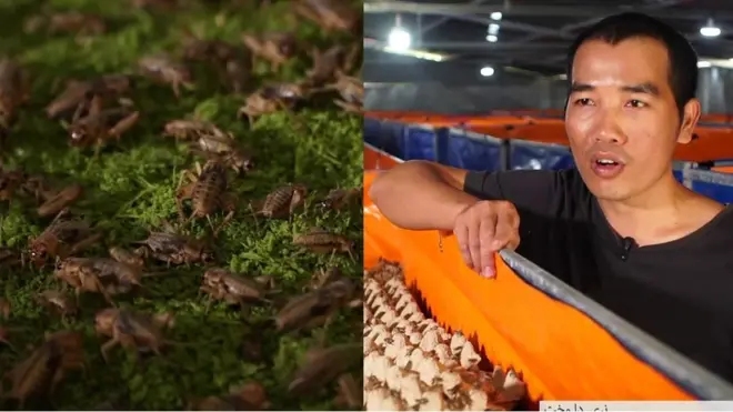 له حشرو جوړ خواړه