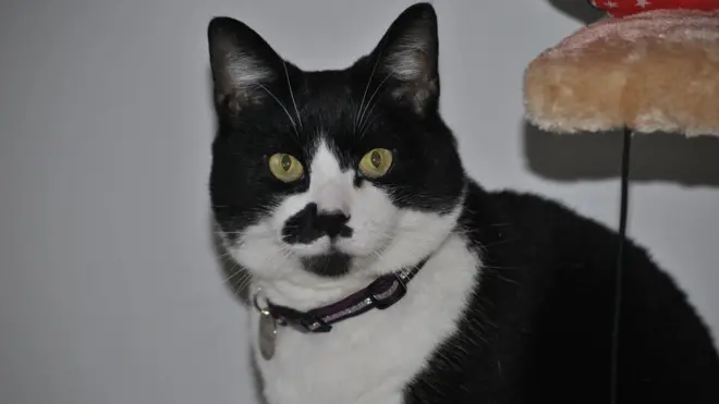 調查發現英國男人更愛養貓。這是不是一隻有紳士派頭的貓？