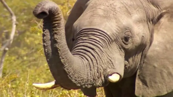 Африканский слон