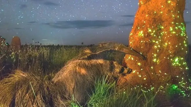 Cabral dijo haber necesitado flashes y exposición larga para captar la escena.