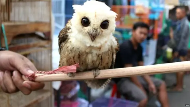 दिवाली पर उल्लू की बलि