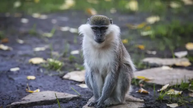 Obodo Ọka na-akwanyere enwe nnukwu ugwu