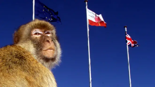 这种老家在北非的猴子早在摩尔人在西班牙建立穆斯林政权之前，已经被旅行者和商人带到了直布罗陀，