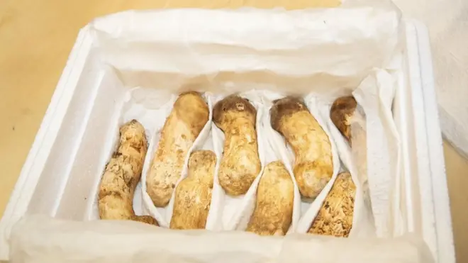 문재인 대통령은 '2018 남북정상회담 평양' 기념으로 김정은 북한 국무위원장으로부터 선물받은 송이버섯 2톤을 미상봉 이산가족에게 추석 선물로 보낼 예정이다. 사진은 2018년 9월 20일 새벽 서울공항에 도착한 북한산 송이의 모습