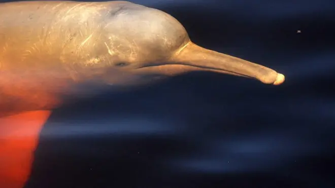 Биолог рискует жизнью, чтобы спасти редких розовых дельфинов