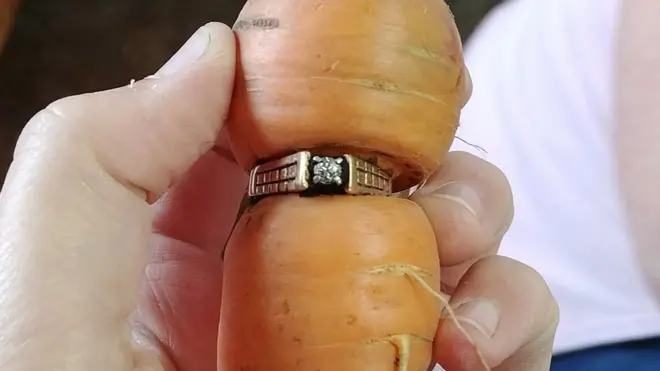 El anillo insertado en la zanahoria encontrada en Alberta, Canadá