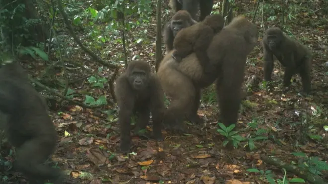 ปัจจุบันเชื่อว่ามีกอริลลาครอสริเวอร์เหลืออยู่ในธรรมชาติอยู่เพียง 300 ตัว