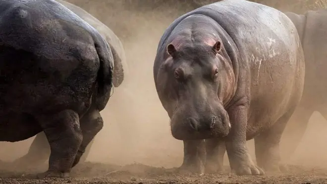 Baadhi ya Viboko watakaouliwa wakiwa katika Mbuga ya Wanyama ya Kruger nchini Afrika Kusini.