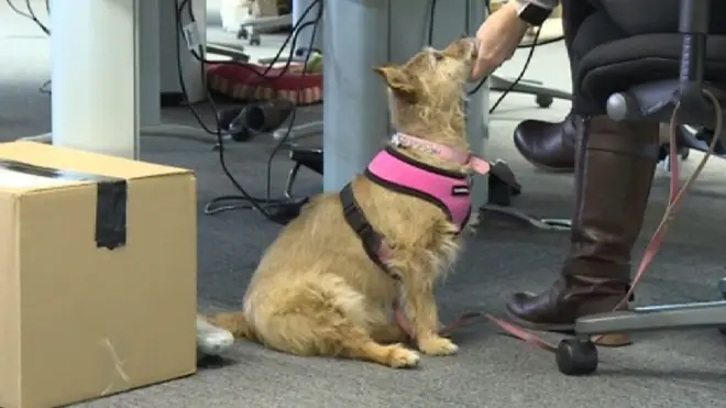 Собака в офисе