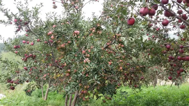 स्याउ खेती