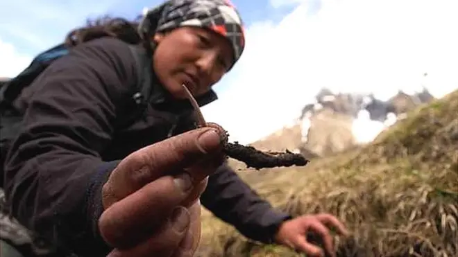 యర్సగుంబా