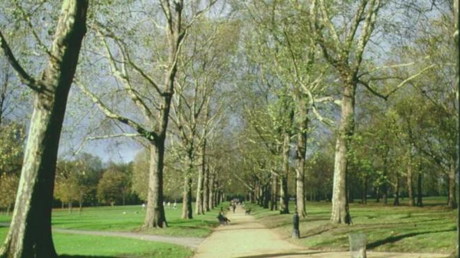 伦敦格林公园的树木