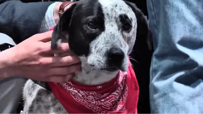 Chalo followed the opposition protesters for 200km, only to be involved in a traffic accident in Yerevan