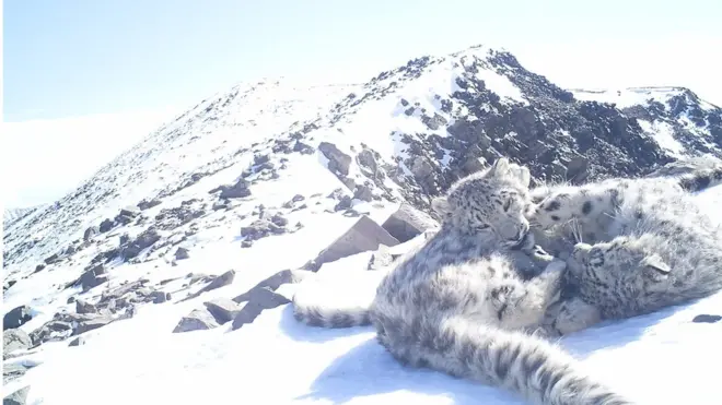 Snow leopard cubs at Altaisky nature reserve in Russia