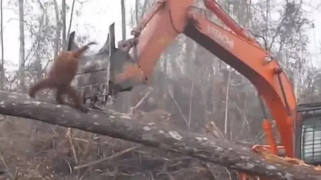 "إنسان الغاب" يتصدى لجرافة حاولت تحطيم الأشجار