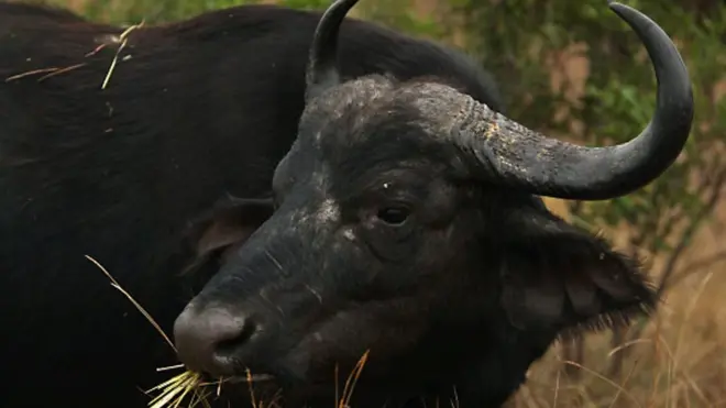 దున్నపోతు