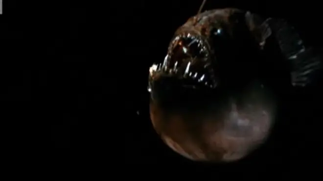 Anglerfish are known to lurk thousands of feet below sea level