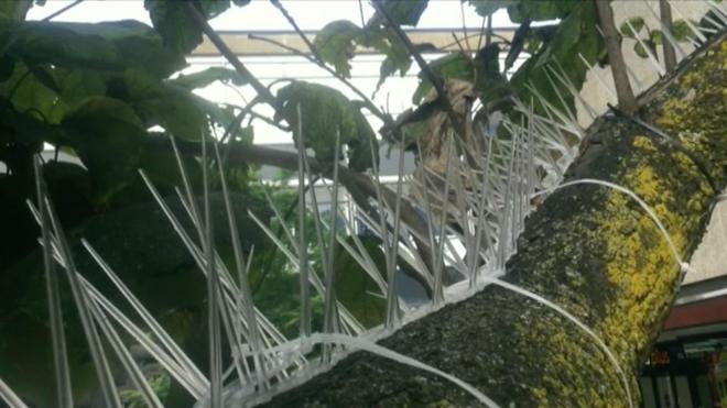 Anger as anti-bird spikes used on trees to protect cars in Bristol