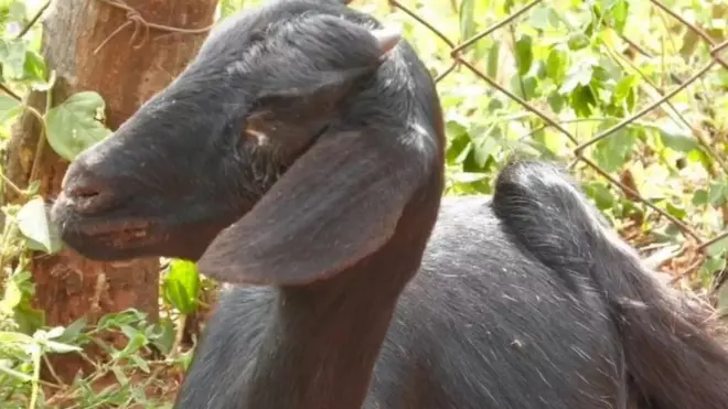 मुंग्या, प्राणी, तामिळनाडू