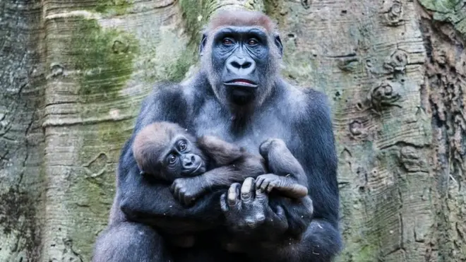 The most staggering drop in monitored vertebrate wildlife is happening in tropical regions