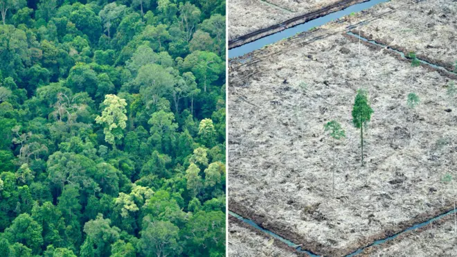 Deforestation in Sumatra, shown in an aerial photo of Sungai Sembilang National Park