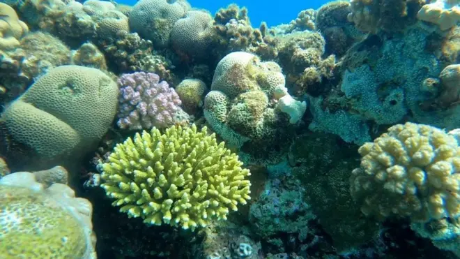 التهديد على "المرجان الخارق" في مصر