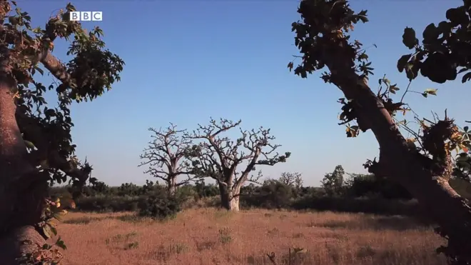 Baobab tree