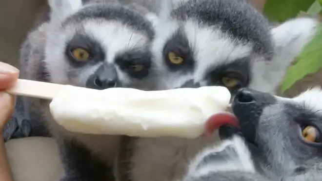Лемуры едят мороженое