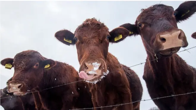 Честерский зоопарк закрылся для посетителей из опасений за состояние обитателей, но эти коровы в городке Денби-Дейл в Йоркшире, похоже, не обращают внимания на холод