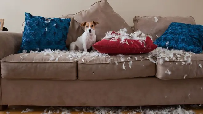Pet on a sofa