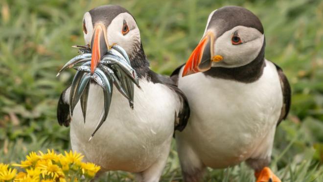 Two Atlantic puffins, one with a mouth full of fish, another empty-beaked, looks at its peer