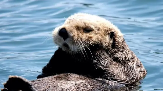 Калан на Камчатці