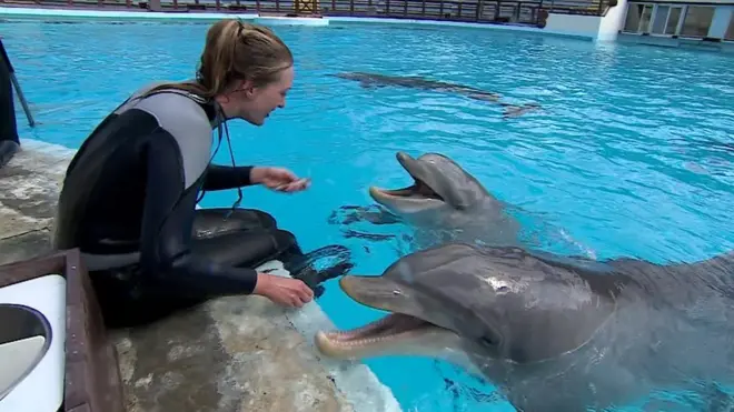 كيف يمكن قياس سعادة الدلافين؟