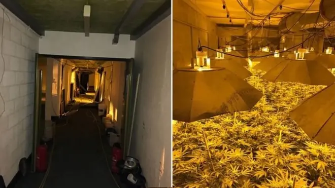 Cảnh sát phát hiện trang trại gồm hàng ngàn cây cần sa trị giá khoảng 1 triệu bảng Anh khi họ đột kích vào hầm hạt nhân Chilmark.