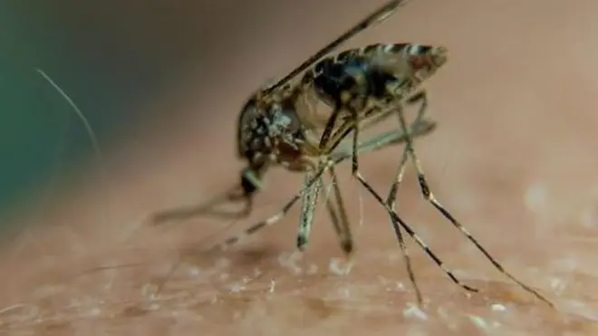 Chikungunya huenezwa na mbu aina ya Aedes Egyptiae