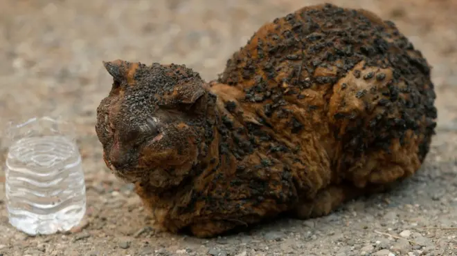 hewan-hewan yang diselamatkan dari kebakaran hutan California