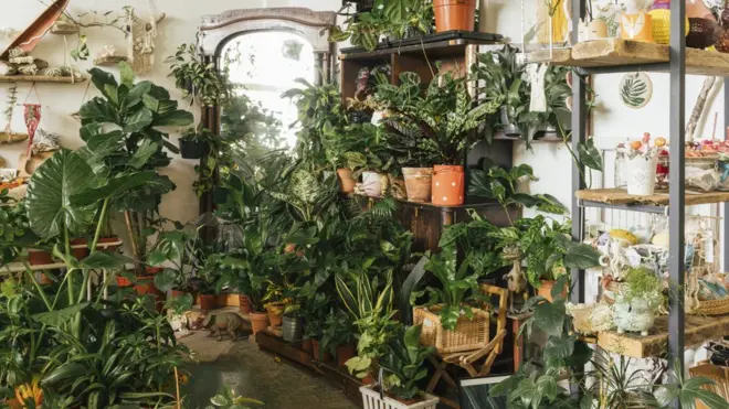 آیا نگهداری از گیاهان خانگی باعث سلامتی میشود؟