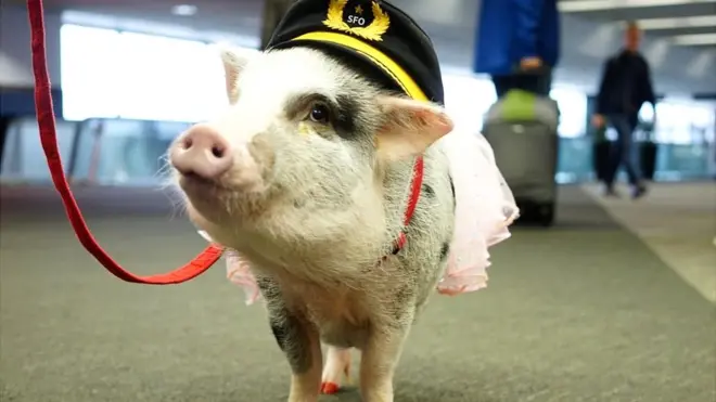 LiLou es la primera cerdita que forma parte del programa de terapia asistida con animales.