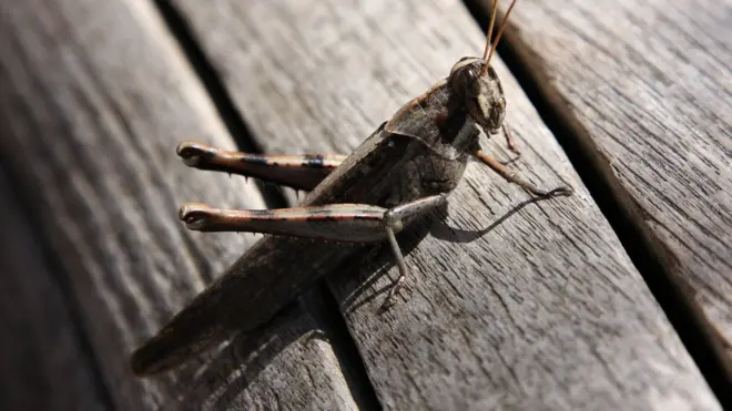 Hama belalang dapat dicegah sedini mungkin, kata peneliti serangga.